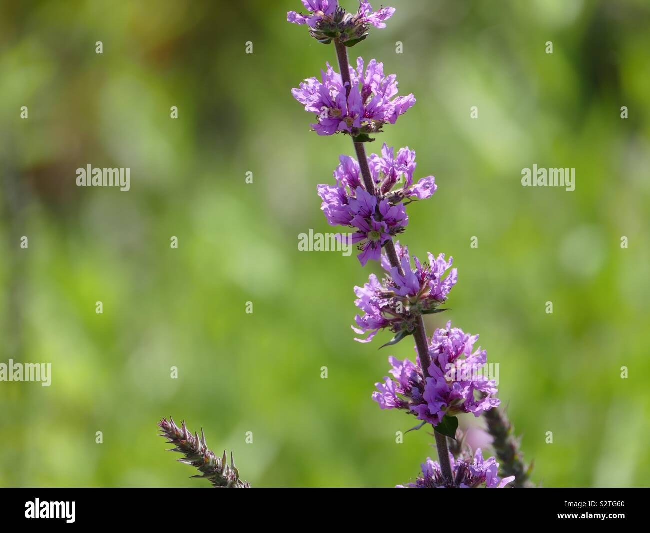 Flowers in Bloom - Micro Photography Stock Photo