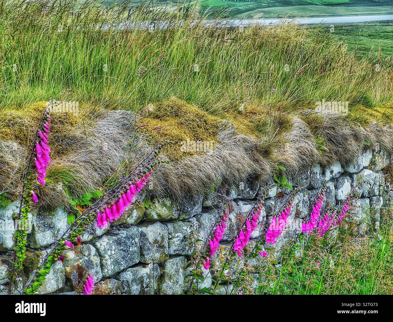 Hadrian’s Wall at Housesteads, Northumberland, England - Smartphone Captured Stock Image