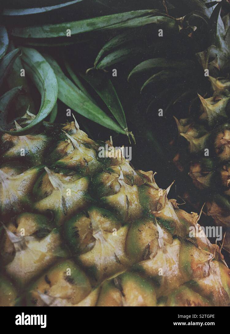Closeup whole tropical pineapples Stock Photo