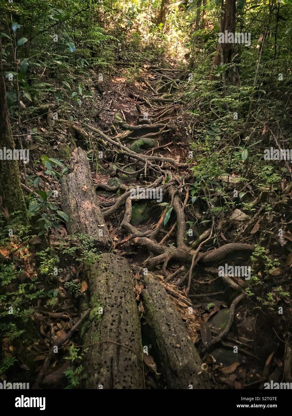 A jungle walking trail in Sanbutong National Park, Kuching, Sarawak, Malaysia - Smartphone Captured Stock Image