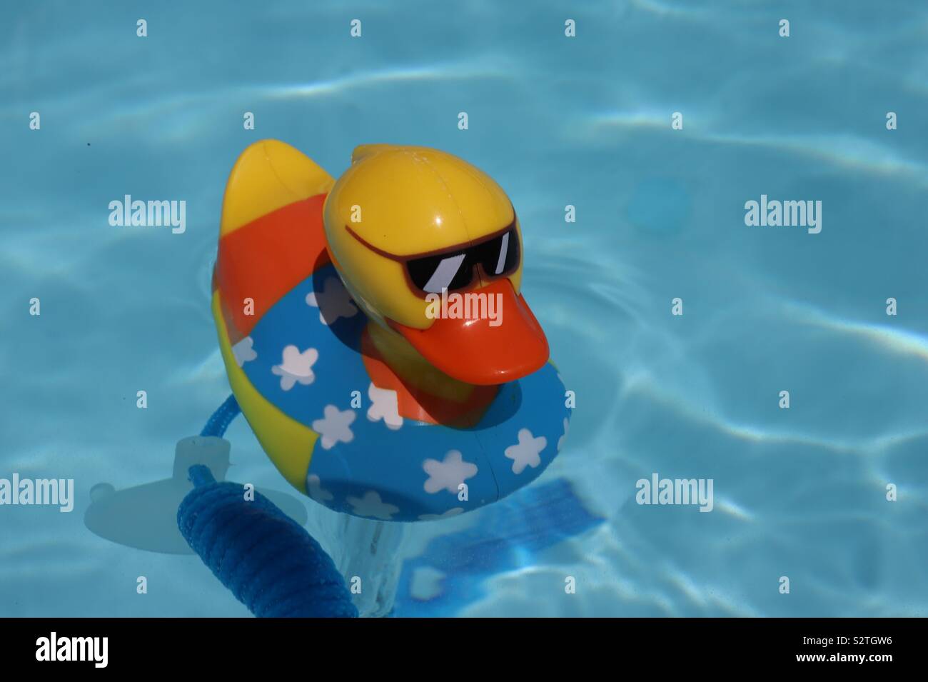 A funny pool thermometer shaped like a duck ! Stock Photo Alamy