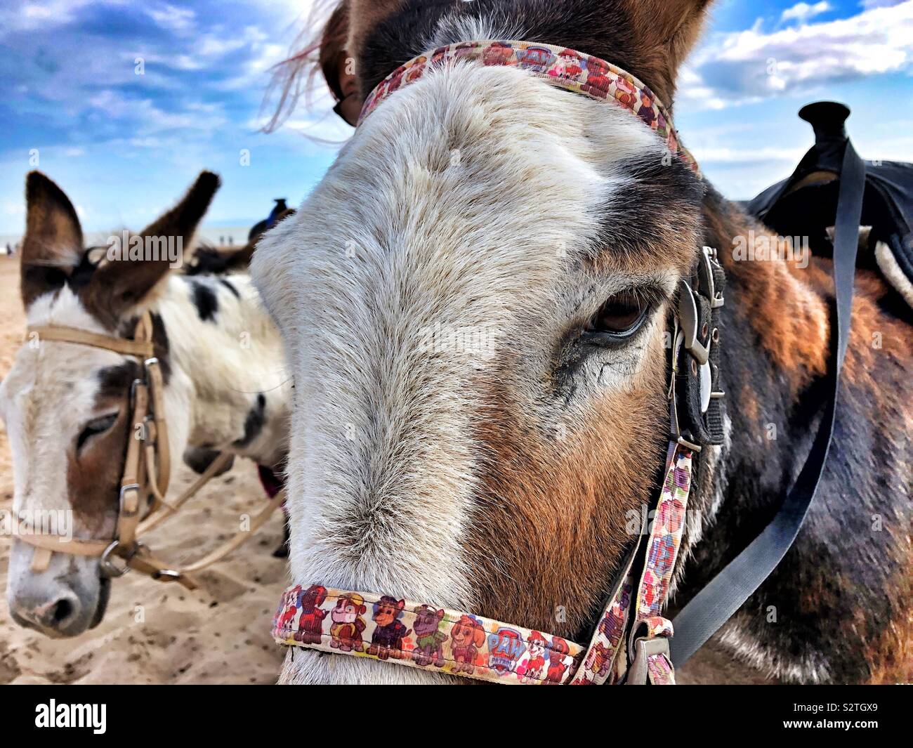 Beach donkeys at Coney beach, Porthcawl, South Wales. - Smartphone Captured Stock Image