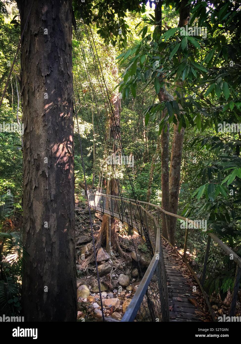 A makeshift suspension bridge on a jungle walking trail in Sanbutong National Park, Kuching, Sarawak, Malaysia - Smartphone Captured Stock Image