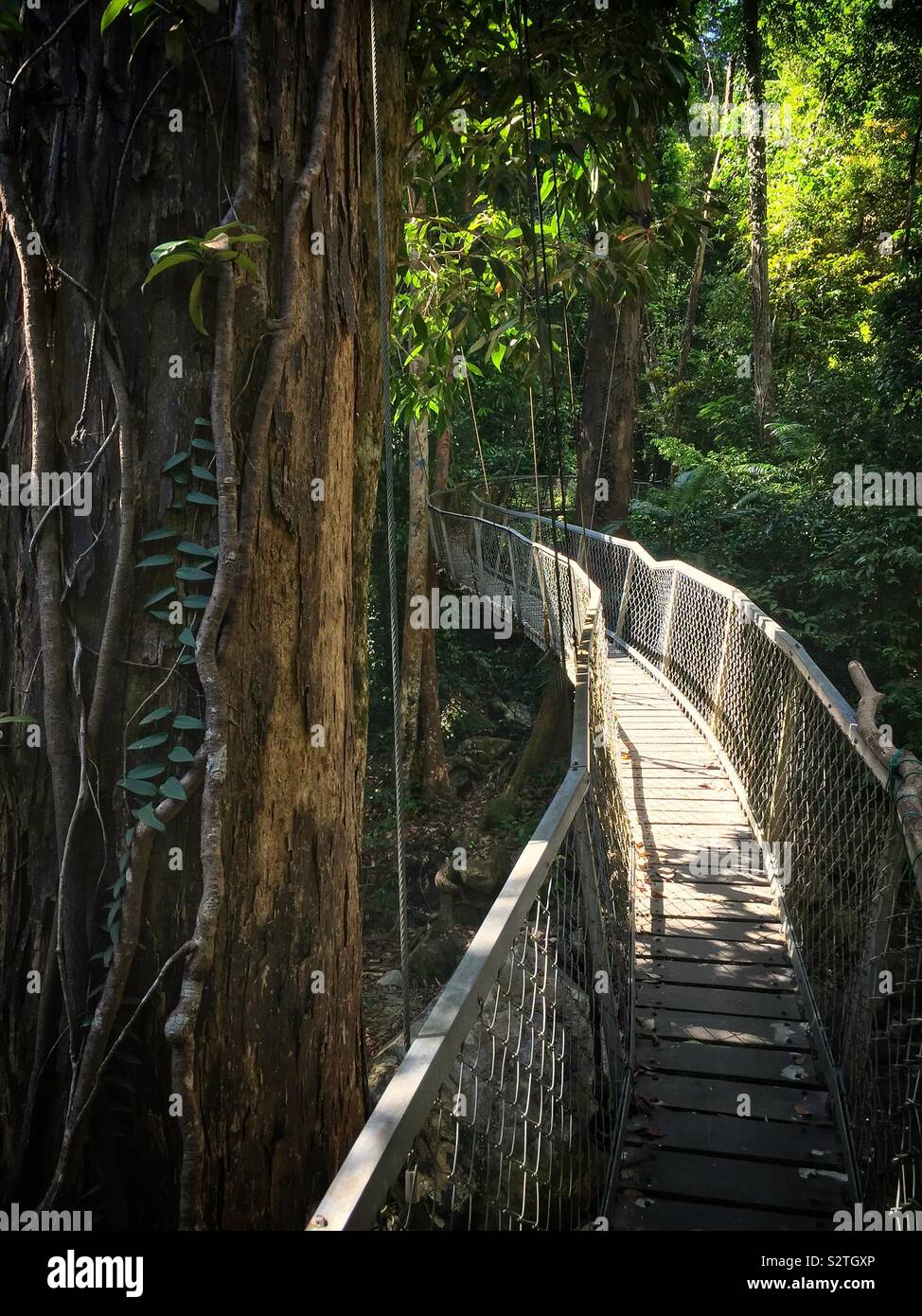 A makeshift suspension bridge on a jungle walking trail in Sanbutong National Park, Kuching, Sarawak, Malaysia - Smartphone Captured Stock Image