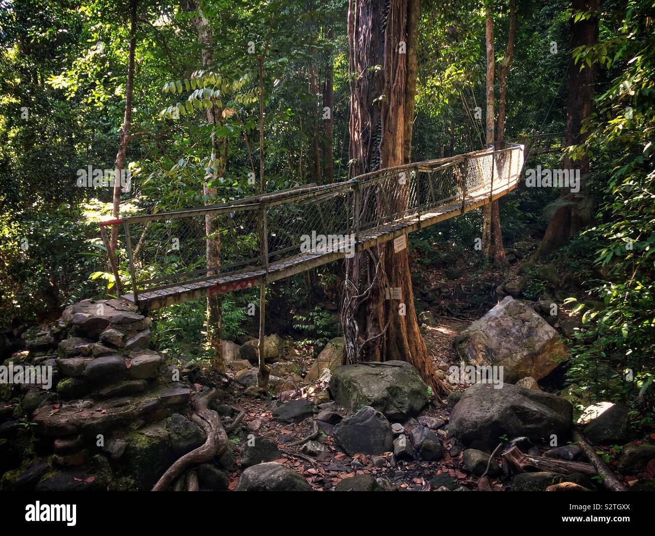 A makeshift suspension bridge on a jungle walking trail in Sanbutong National Park, Kuching, Sarawak, Malaysia - Smartphone Captured Stock Image