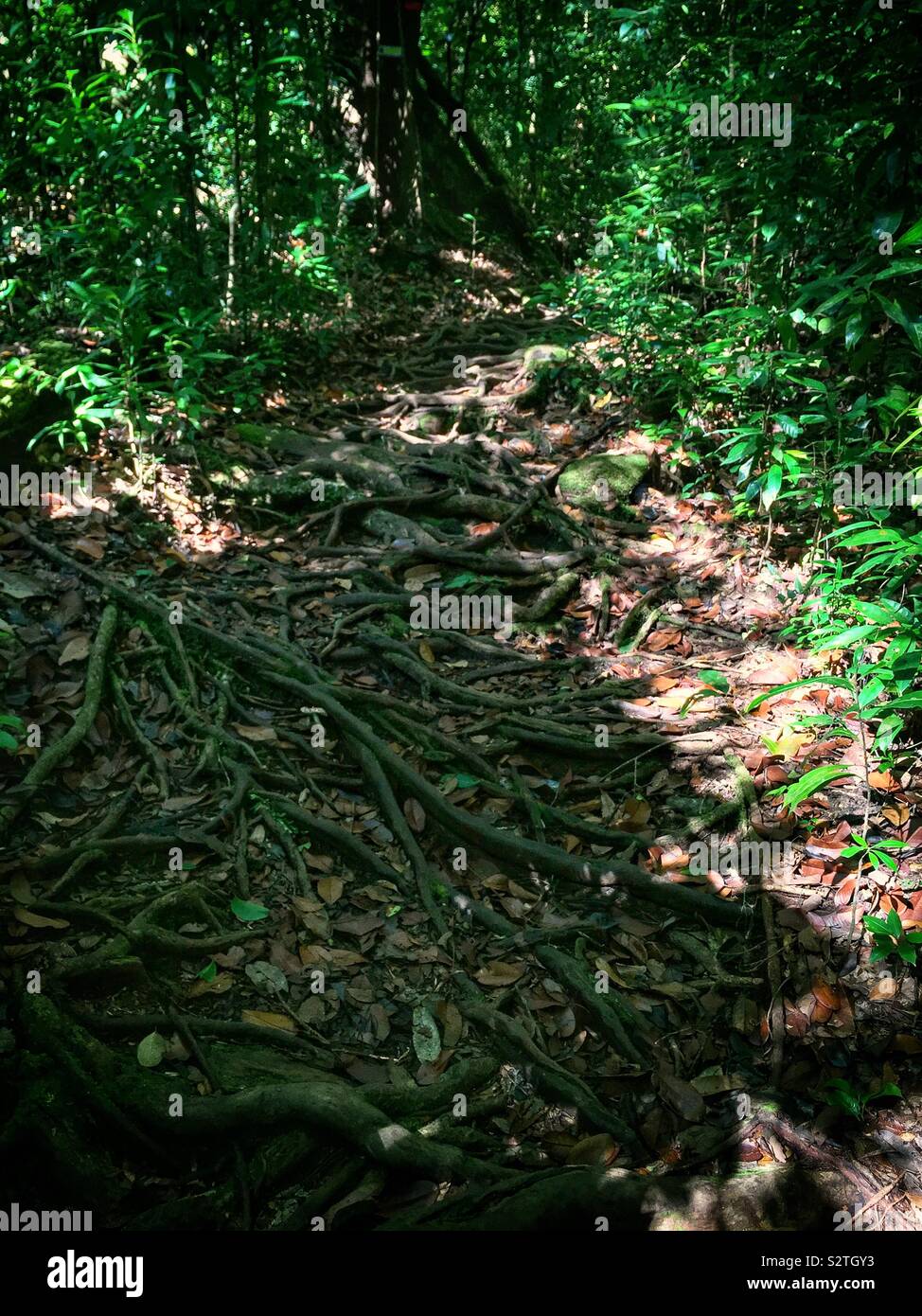 A jungle walking trail in Sanbutong National Park, Kuching, Sarawak, Malaysia - Smartphone Captured Stock Image