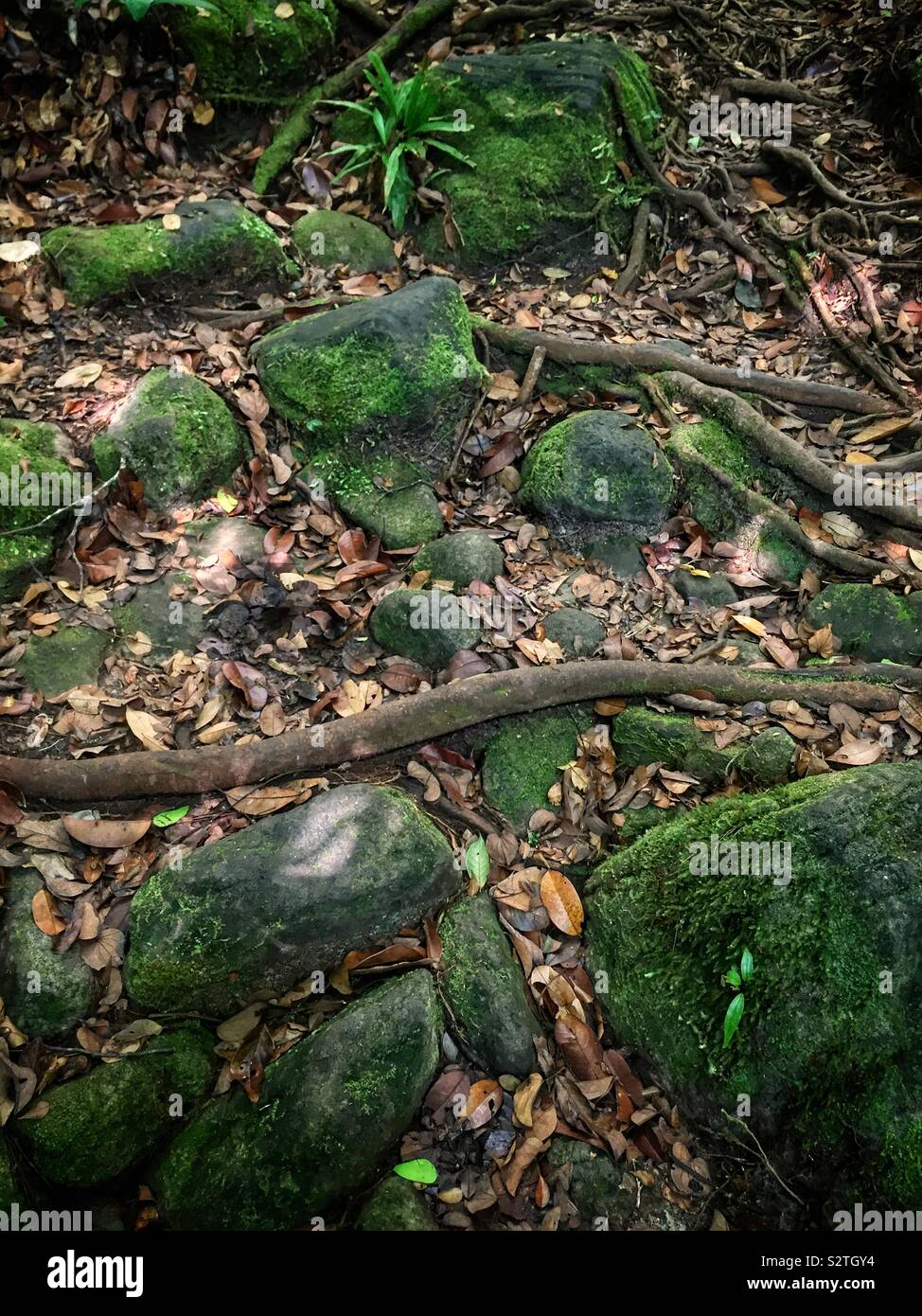 A jungle walking trail in Sanbutong National Park, Kuching, Sarawak, Malaysia - Smartphone Captured Stock Image