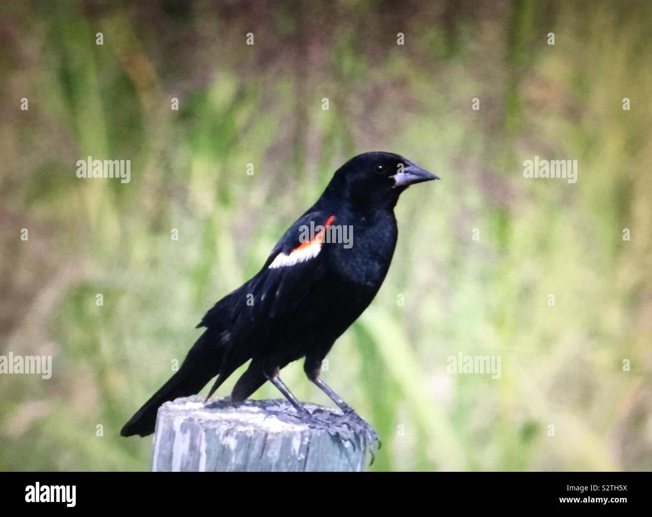 Birds of Alberta, red-winged blackbird - Smartphone Captured Stock Image