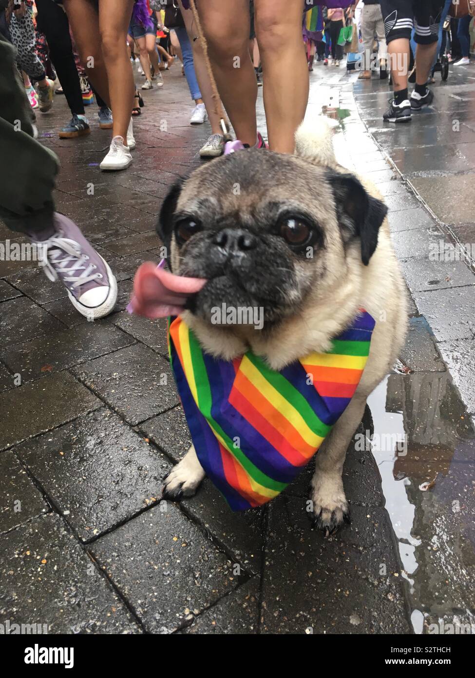 Pug dressed in rainbow colours at Nottinghamshire Pride celebrations on Saturday 27 July in Nottingham city centre. Stock Photo