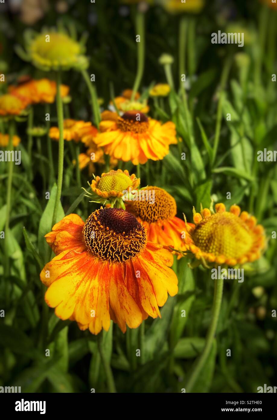 Helenium plants hi-res stock photography and images - Alamy