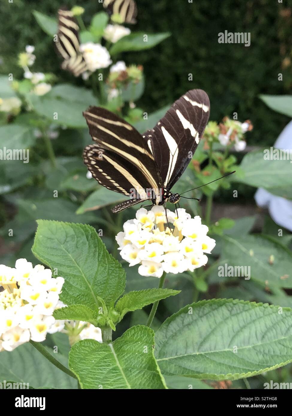Black and white striped Butterflies resting on flowers Stock Photo Alamy