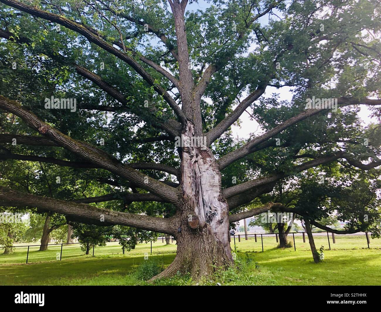 Big tree Stock Photo