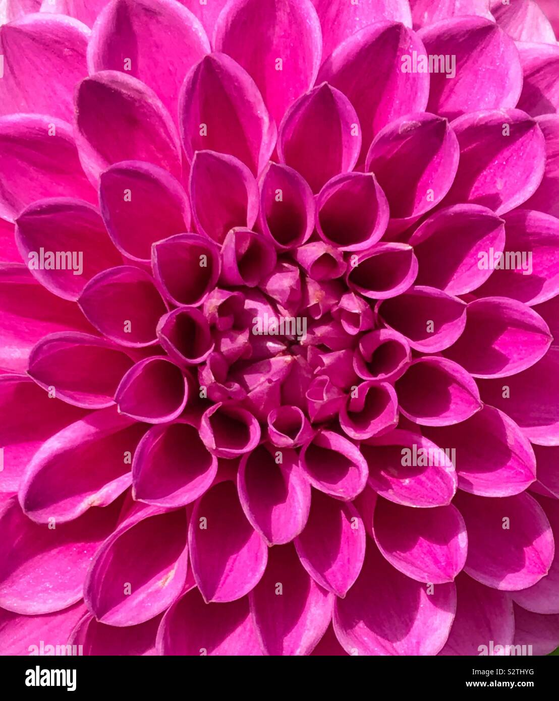 Hot pink flower closeup Stock Photo - Alamy