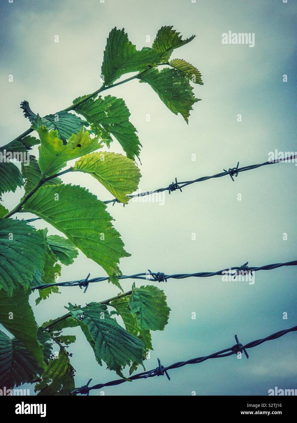 Tree leaves and barbed wire against a cloudy sky. Stock Photo