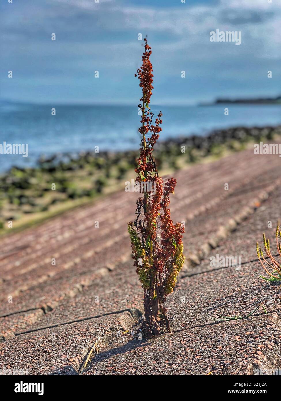 Solitary Weed growing through crack in slab - Smartphone Captured Stock Image