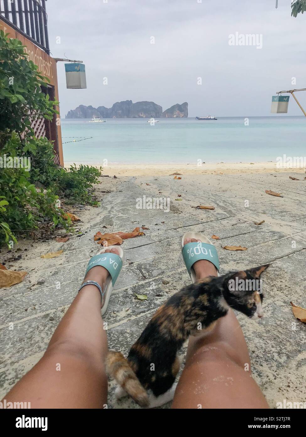 Cat and beach view - Phi Phi Island Stock Photo