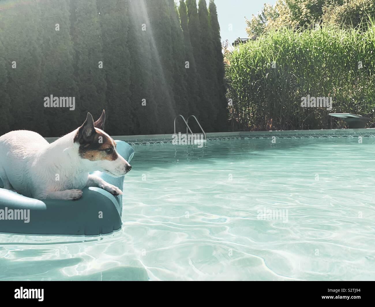 Jack Russell Terrier dog lounging on an inflatable pool float outdoors in a backyard swimming pool on a hot sunny day. - Smartphone Captured Stock Image