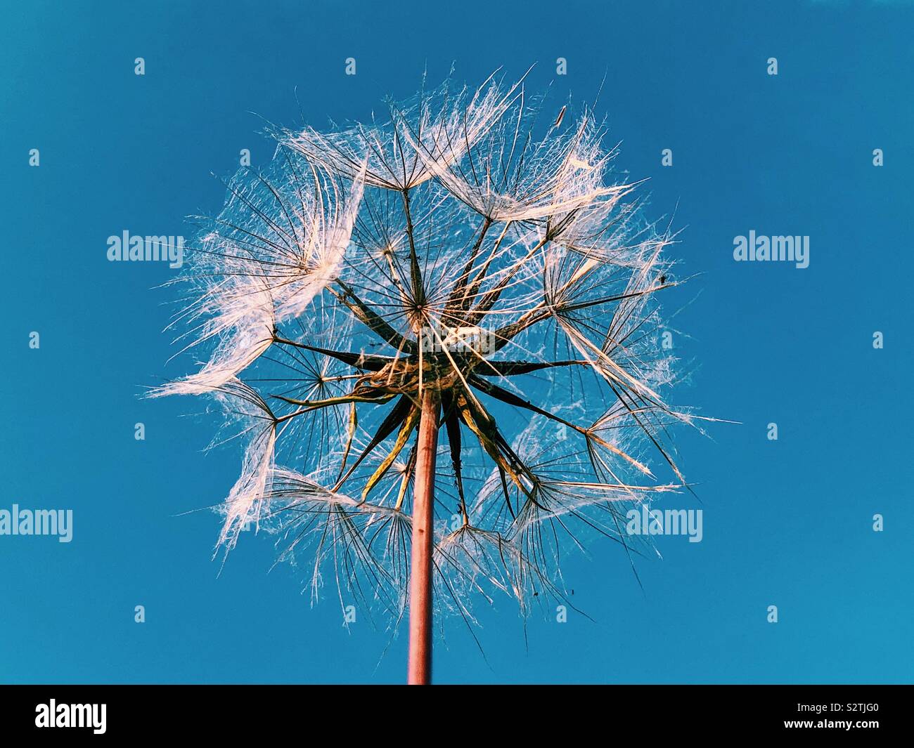 Dandelion clock seed head Stock Photo Alamy