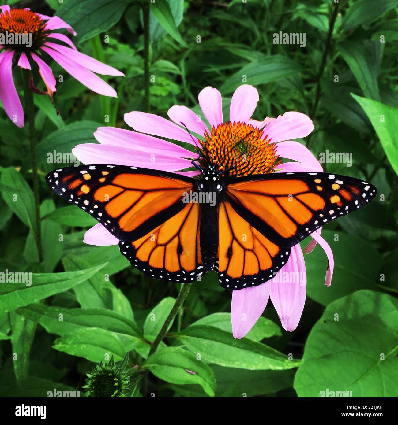 Monarch butterfly on a purple cone flower Stock Photo Alamy