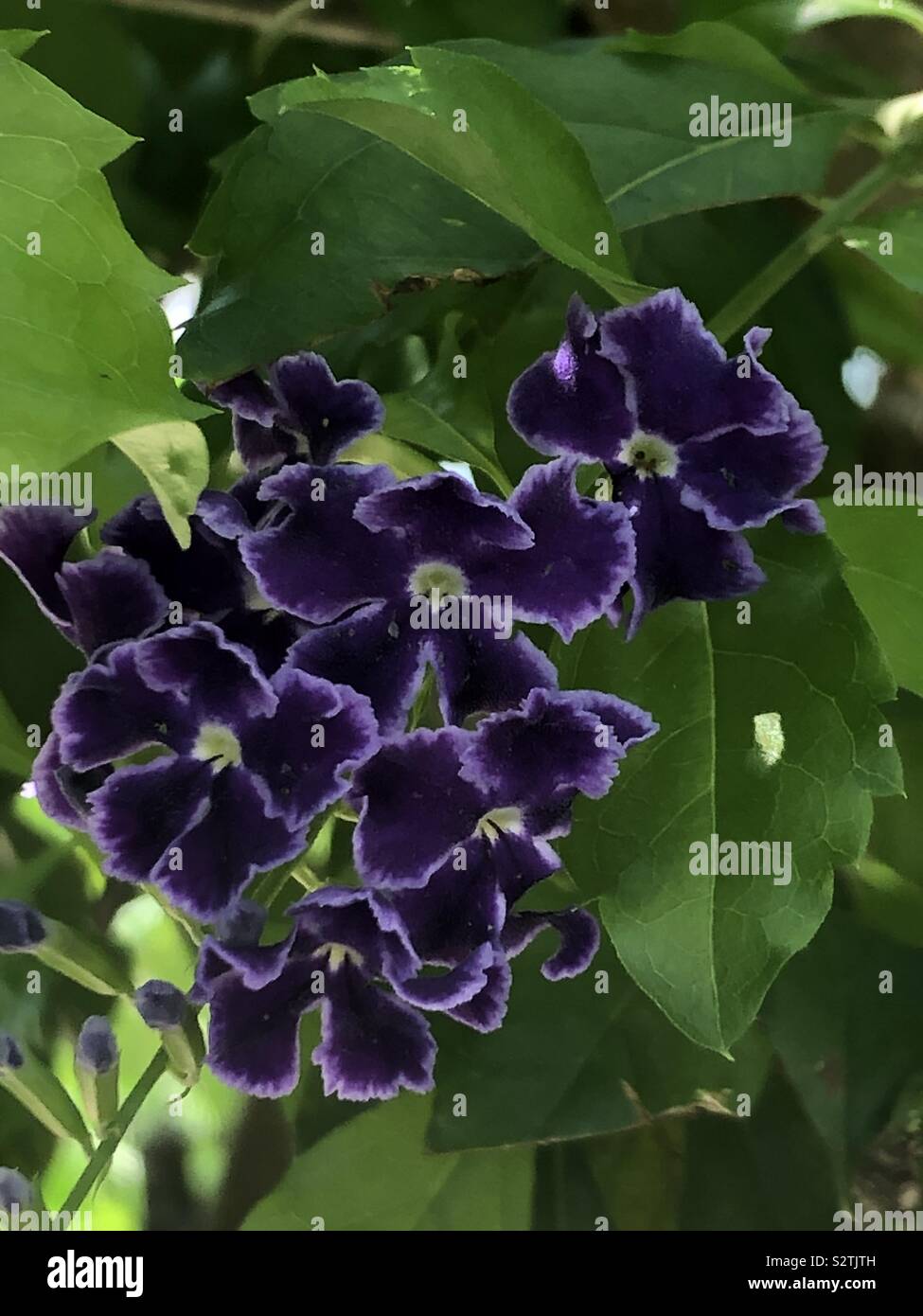 Flowers in Malaysia Rainforest Stock Photo Alamy