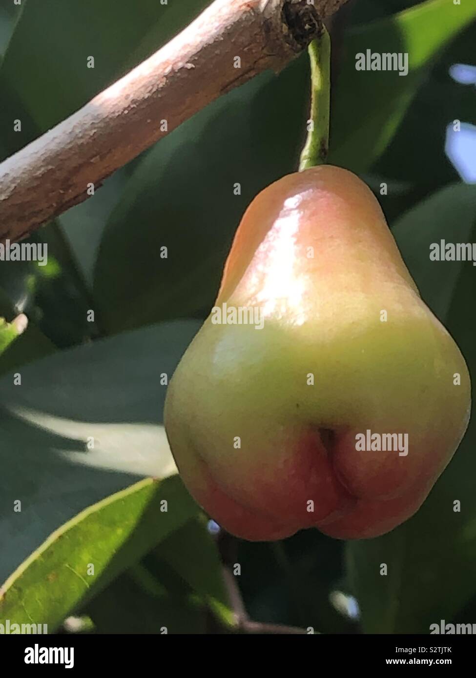 Fruit growing in Malaysia Rainforest Stock Photo Alamy