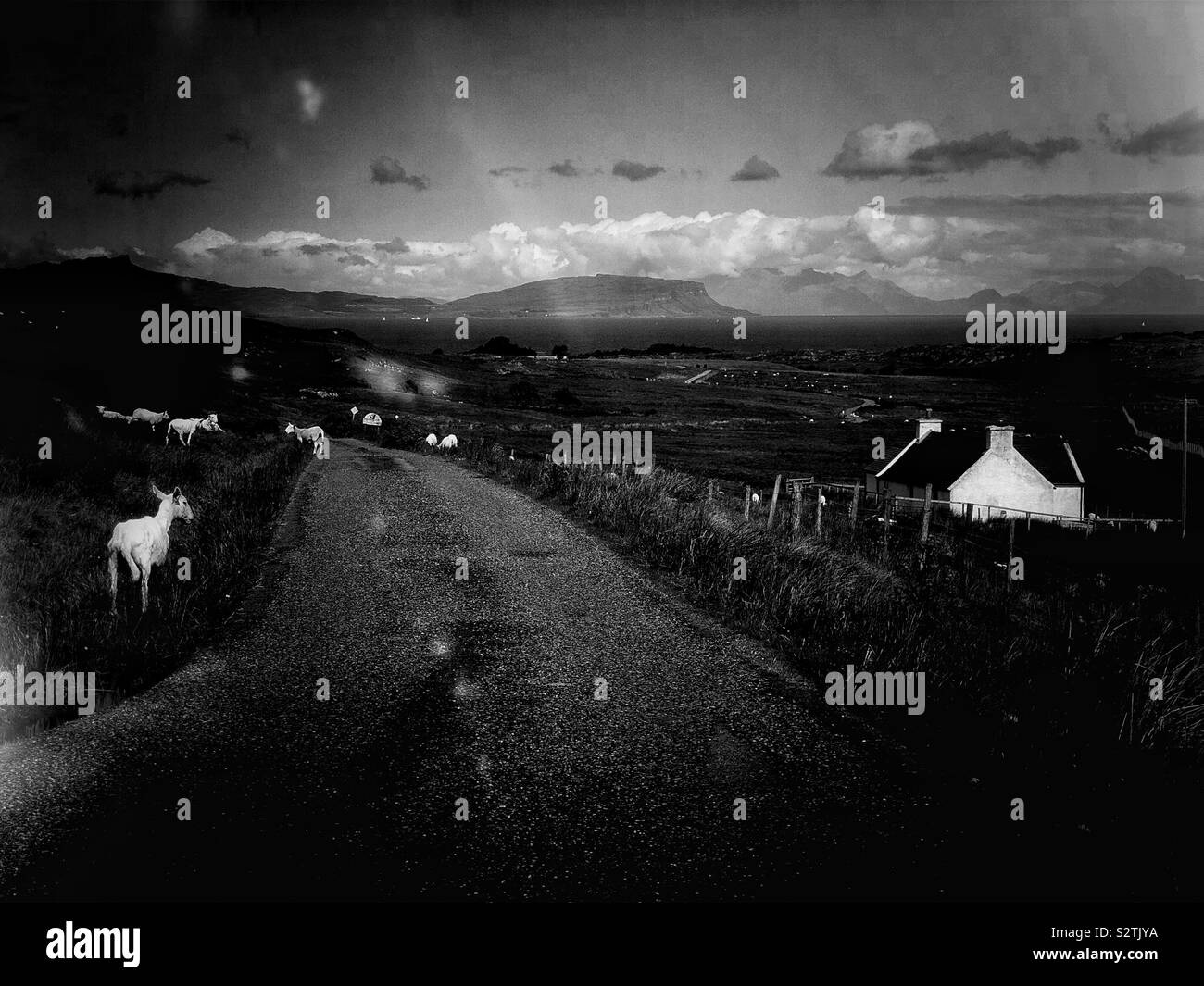 Black and white image of single track road and sheep amongst the wild remote scenery of the Ardnamurchan Peninsula, Scotland. - Smartphone Captured Stock Image