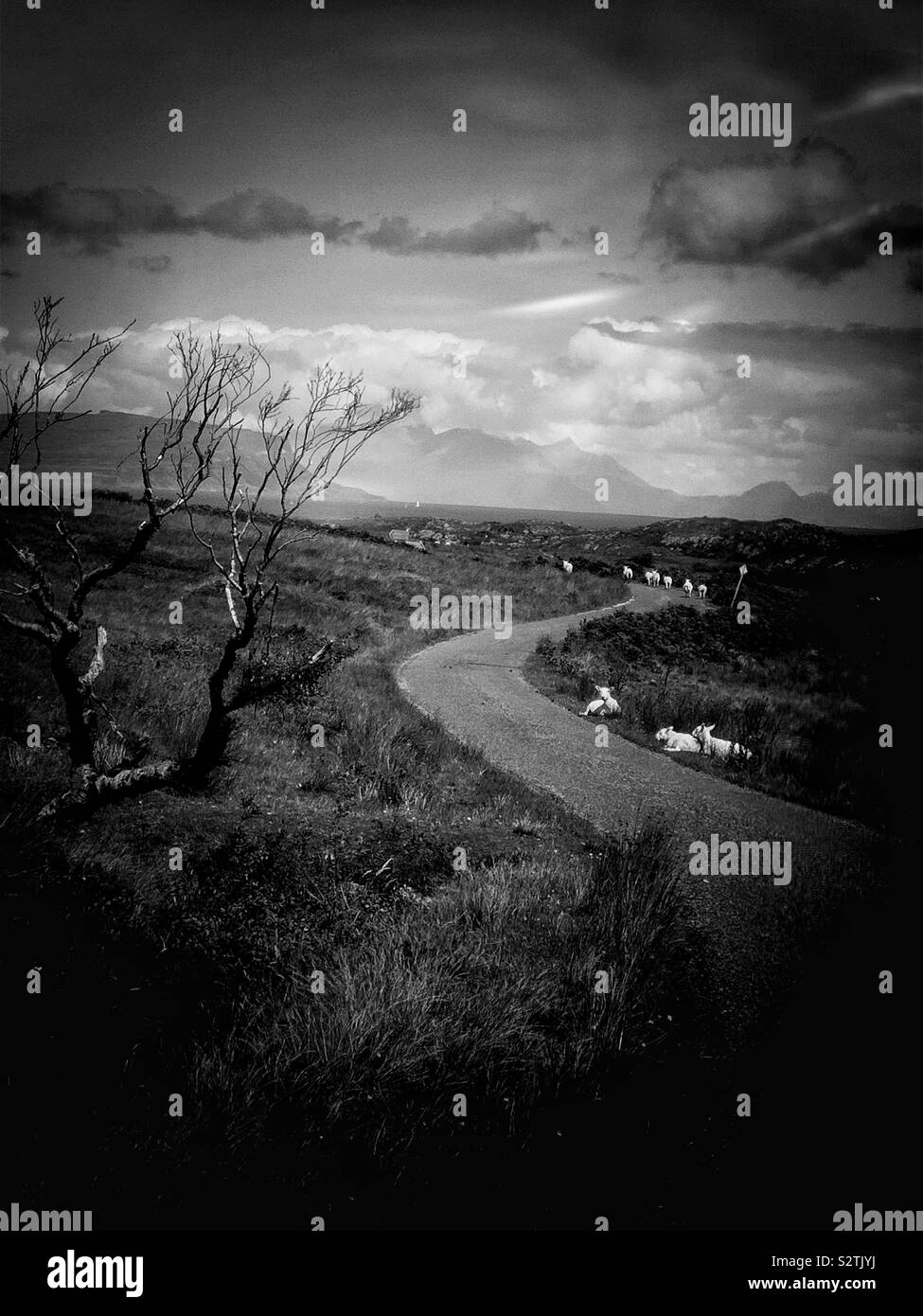 Black and white image of single track road twisting through the wild remote scenery of the Ardnamurchan Peninsula, Scotland - Smartphone Captured Stock Image