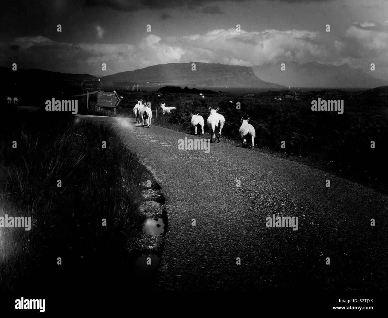 Black and white image of sheep on single track road amongst the wild remote scenery of the Ardnamurchan Peninsula, Scotland - Smartphone Captured Stock Image