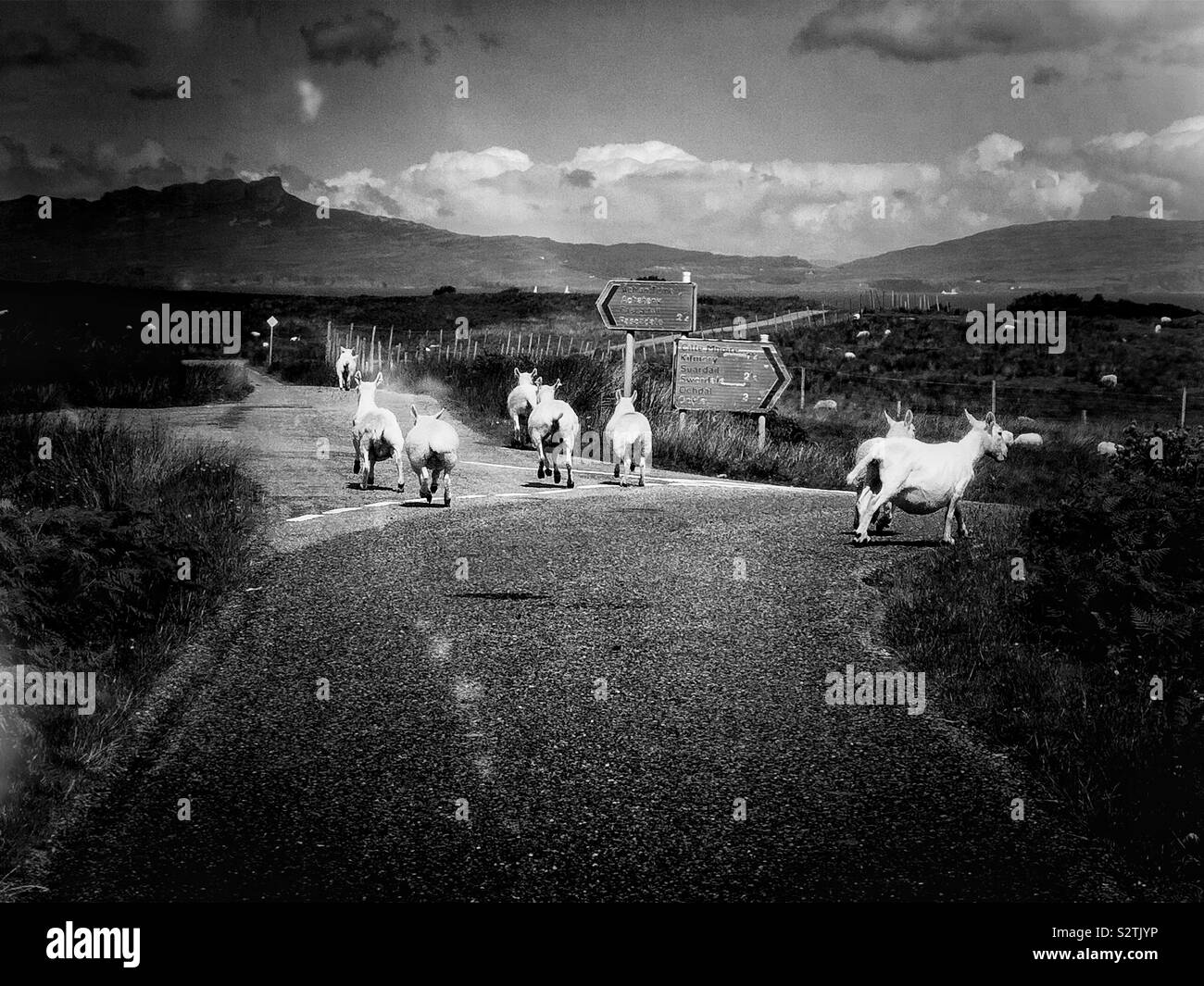 Black and white image of sheep at junction of single track road amongst the wild remote scenery of the Ardnamurchan Peninsula, Scotland - Smartphone Captured Stock Image