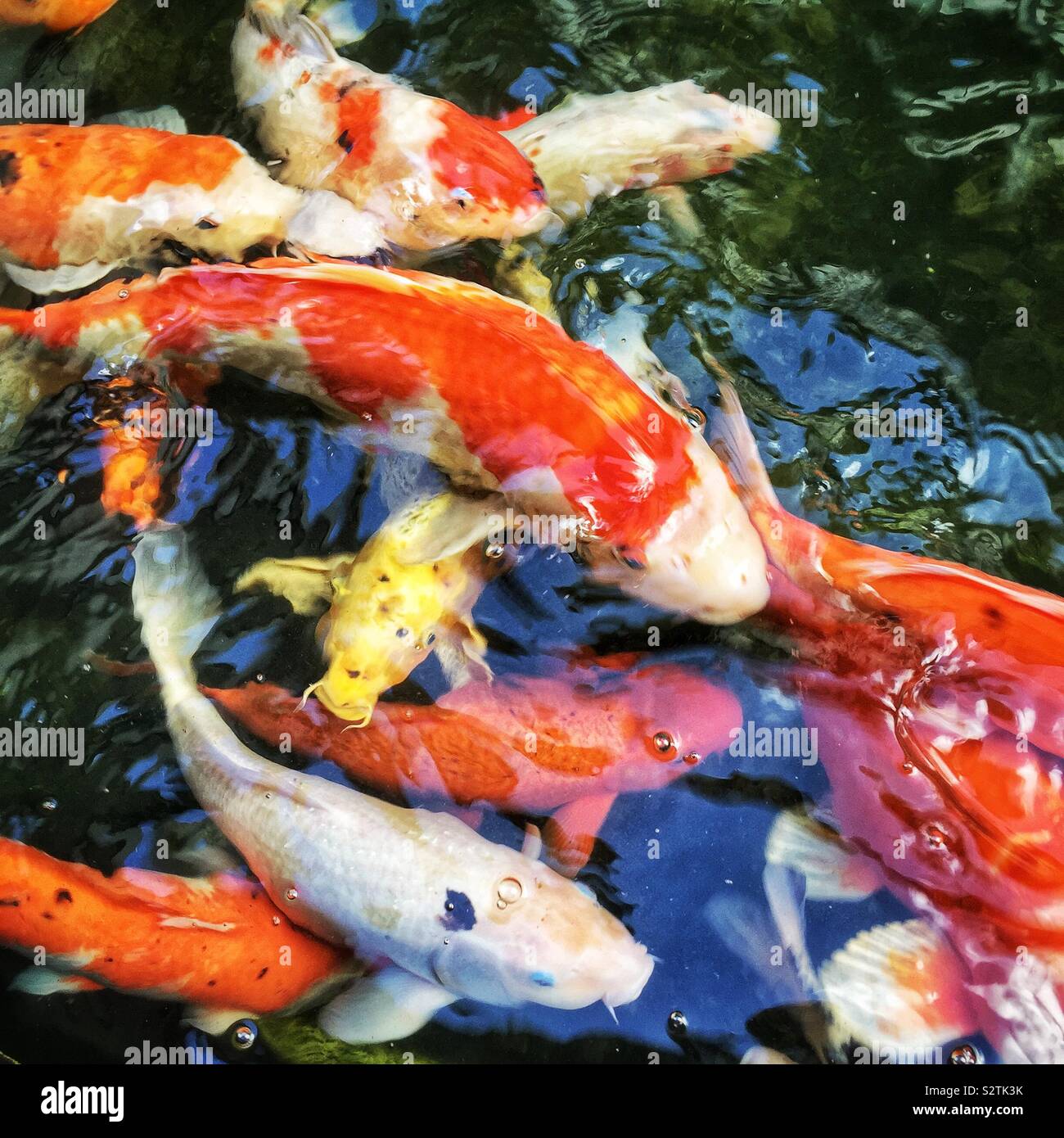 Koi Carp In A Fish Pond At The Cameron Highlands Resort Tanah Rata Malaysia Stock Photo Alamy