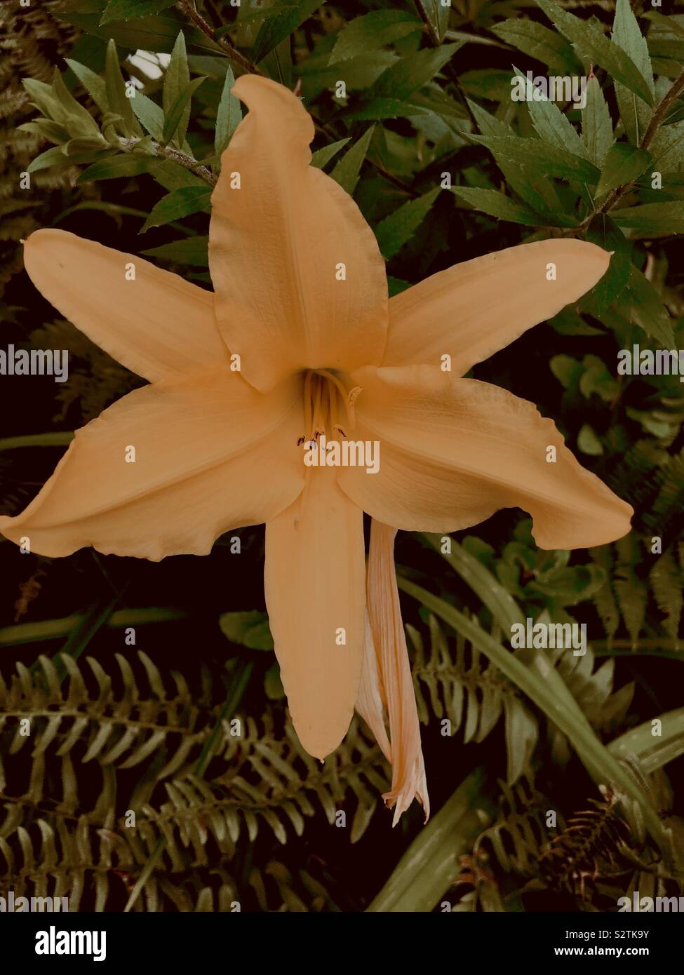 Stella de pro - Smartphone Captured Stock Image
