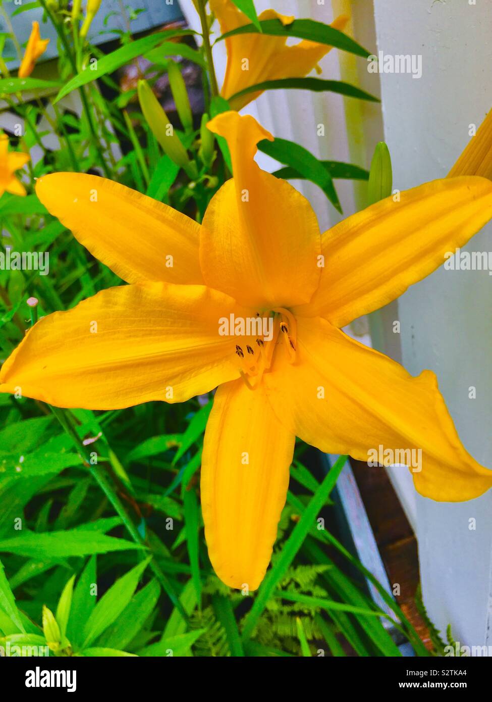 Day Lillie’s - Smartphone Captured Stock Image