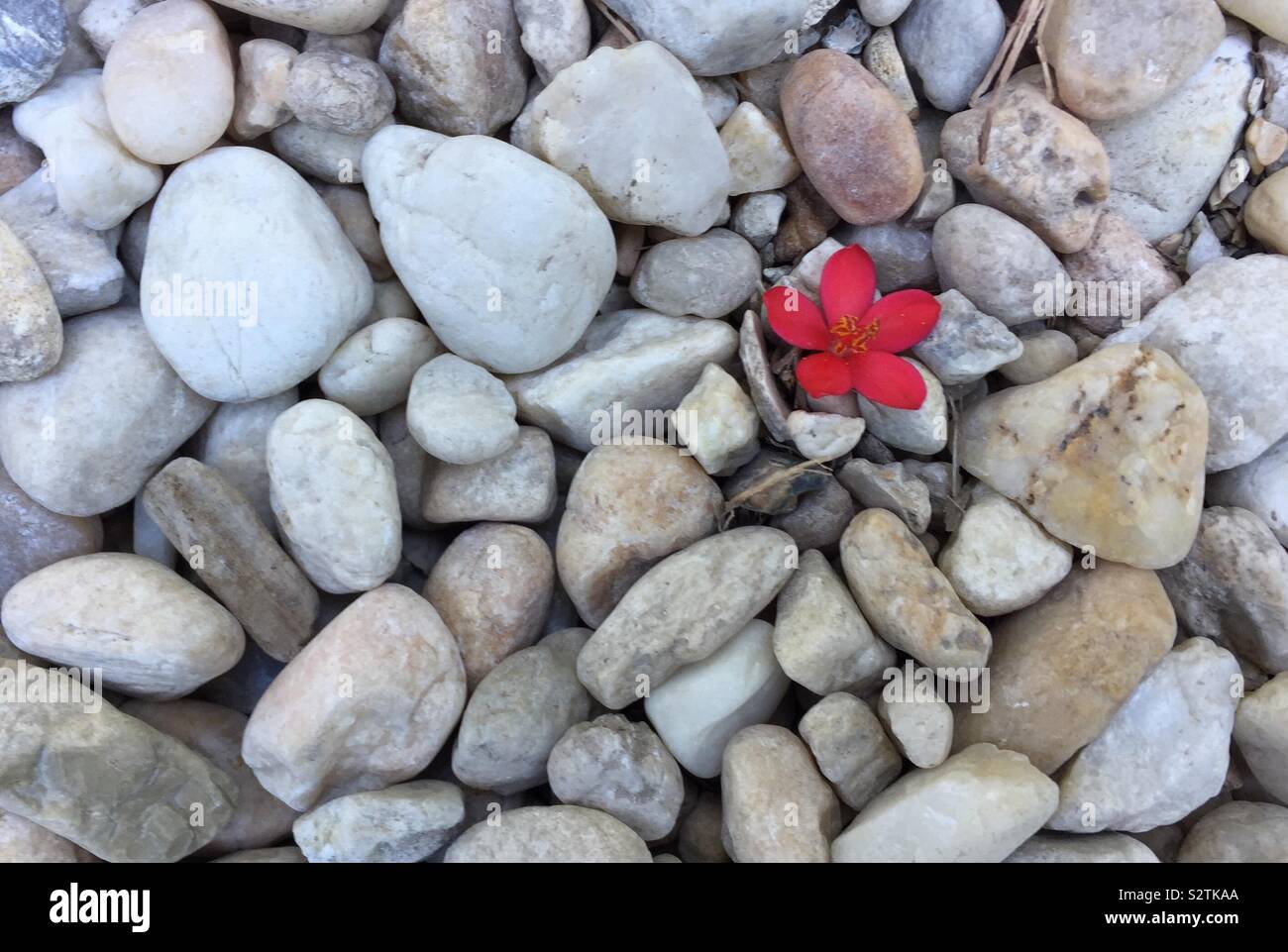 Red flower blossom among white stone background - Smartphone Captured Stock Image