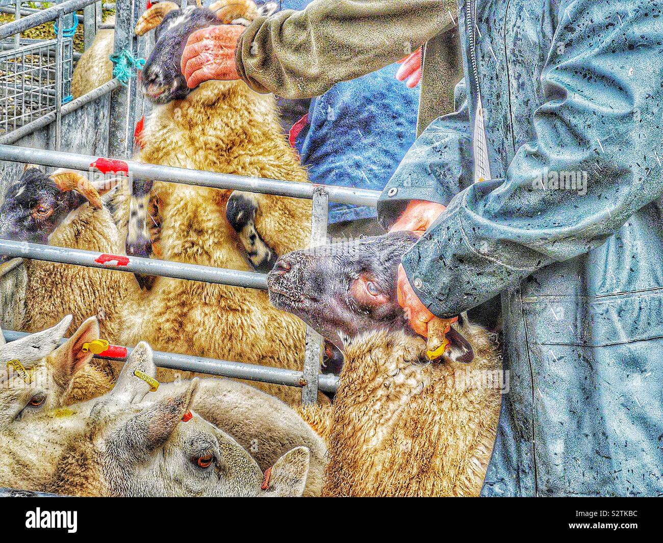 Sheep judging story 1. In the pens the farmers battle to catch those sheep they want to show. The potential prize winners are often reluctant to be caught! - Smartphone Captured Stock Image