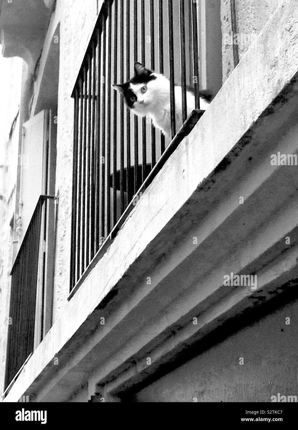 Peekaboo! Black and white cat on a balcony Stock Photo
