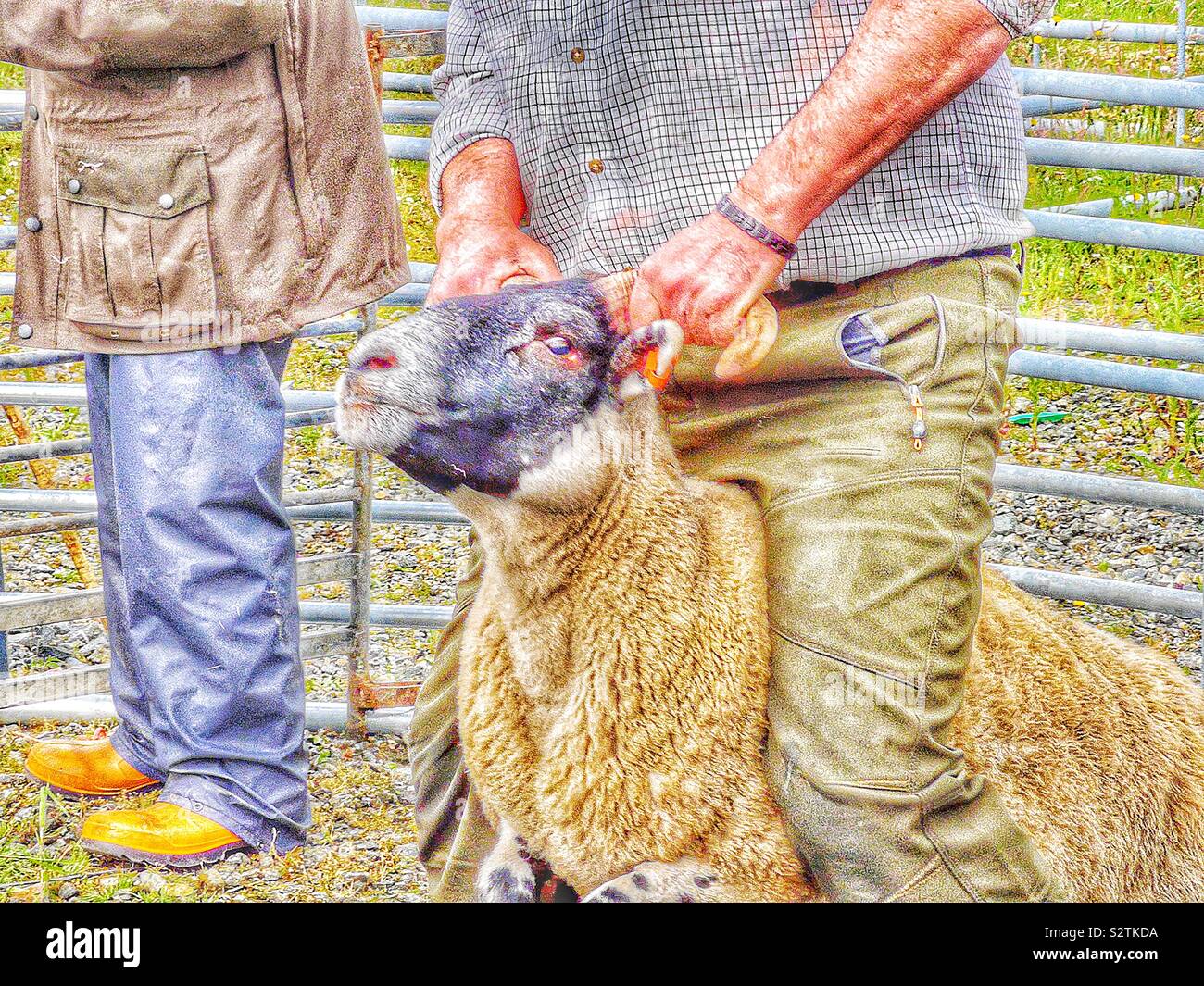 Sheep judging story 8. Finally in a show of strength and experience to avoid “the great escape” the controller straddles the winning sheep and holds it tightly by both horns. The winner! - Smartphone Captured Stock Image