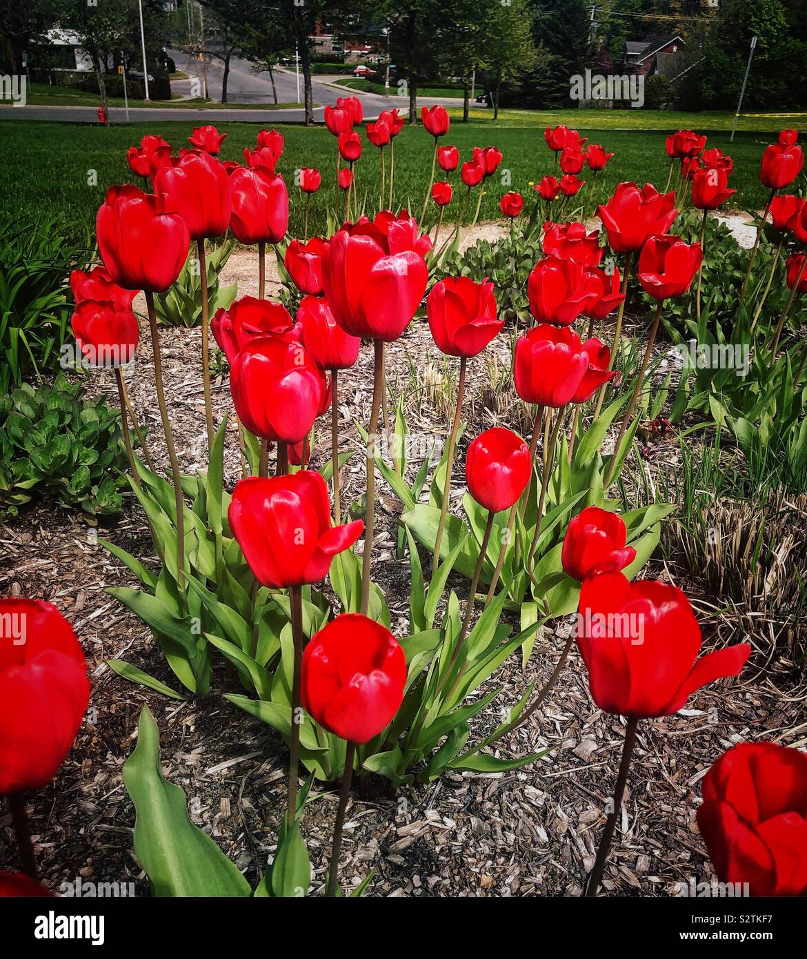 Hermosas flores rojas Stock Photo - Alamy