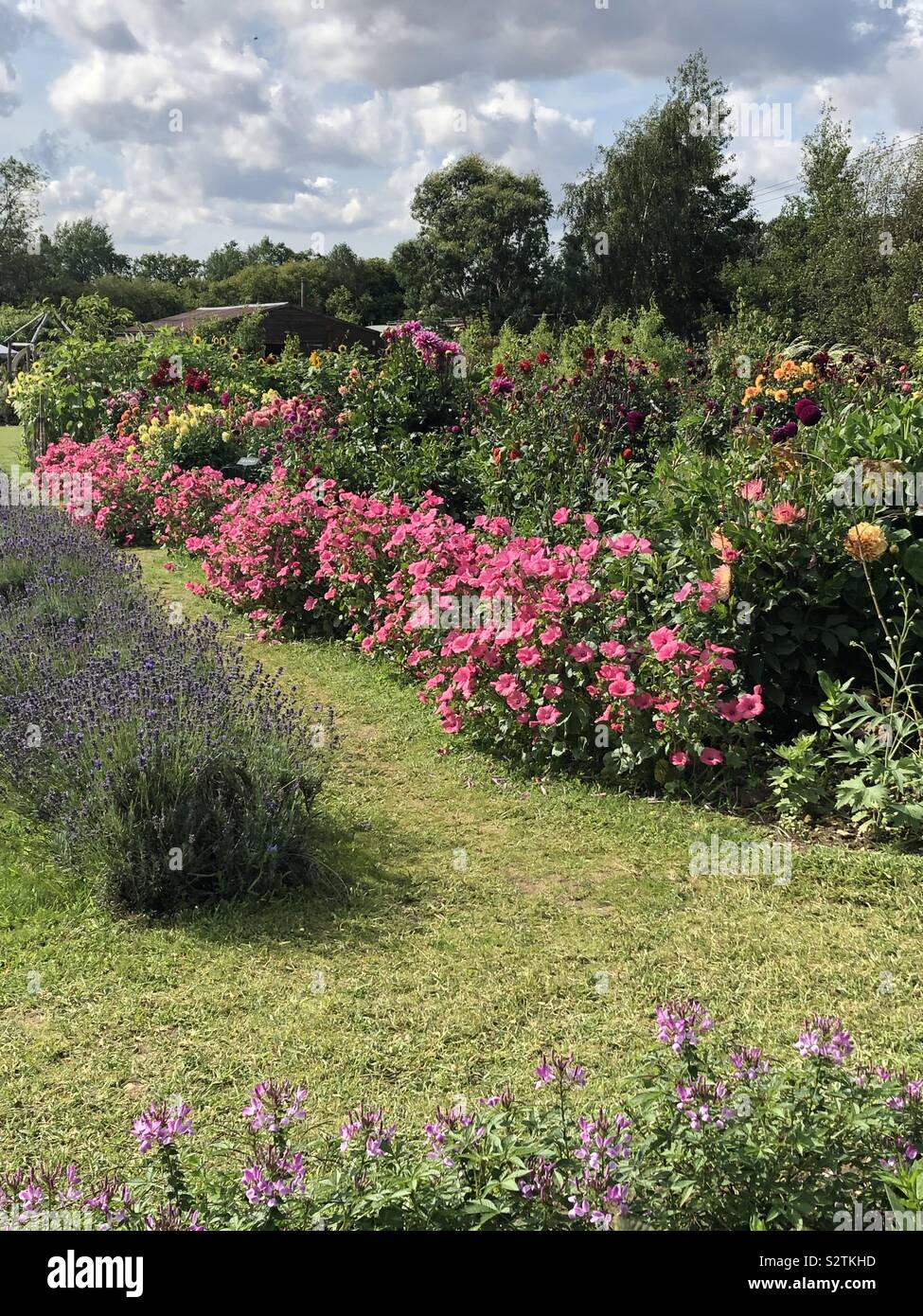 Flowers in an English garden Stock Photo - Alamy