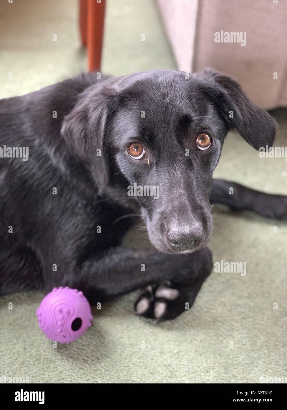 Black Labrador with it’s ball Stock Photo - Alamy
