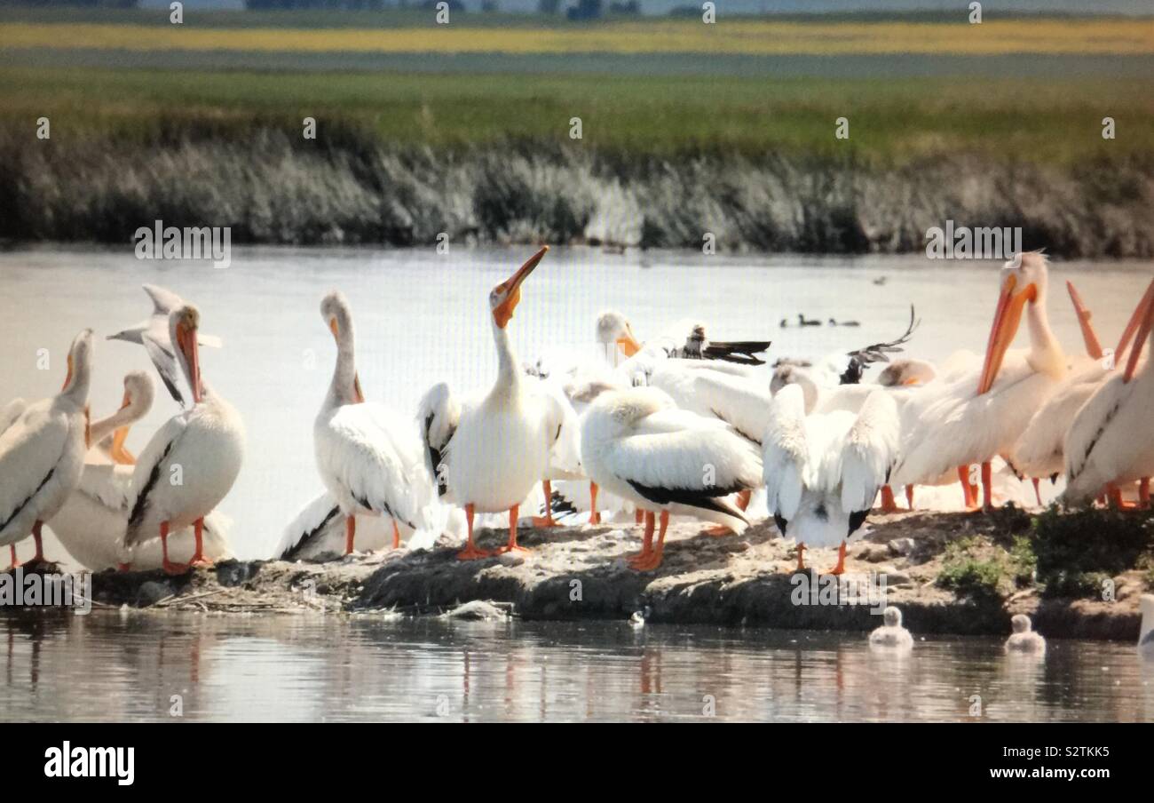 Birds of North America, American white pelican Stock Photo - Alamy