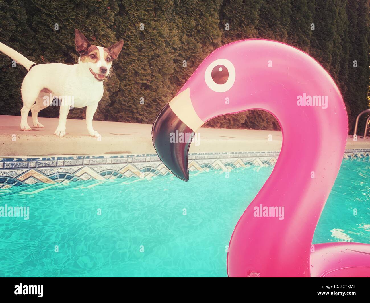 Happy dog standing poolside looking at inflatable pink flamingo toy floating in outdoor swimming pool. Stock Photo