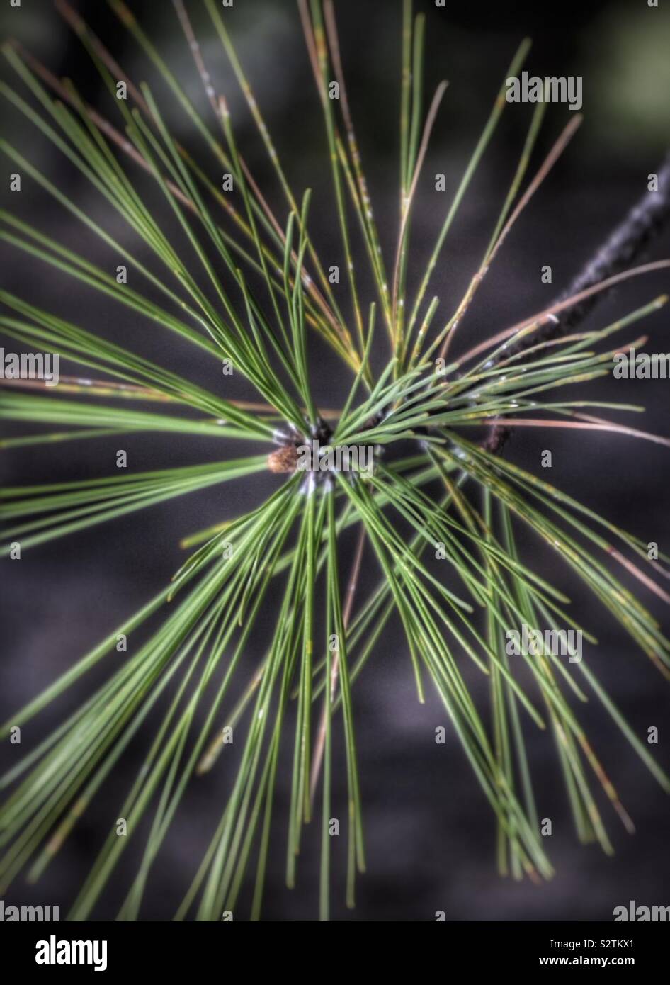Cone needles tree trees nature hi-res stock photography and images - Alamy