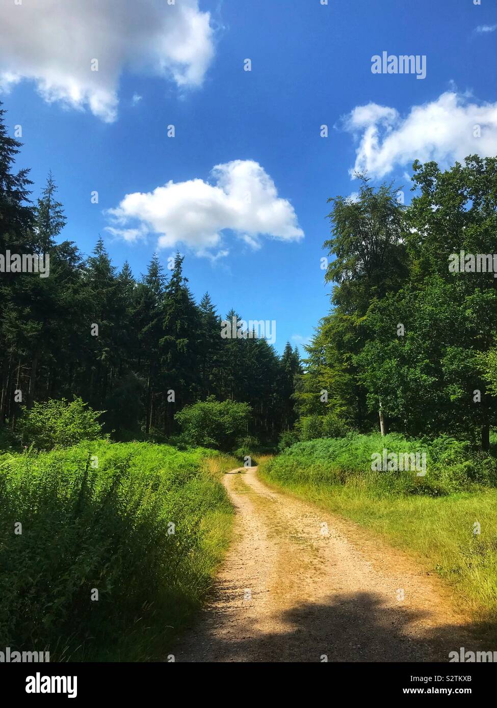 Forest track - Smartphone Captured Stock Image