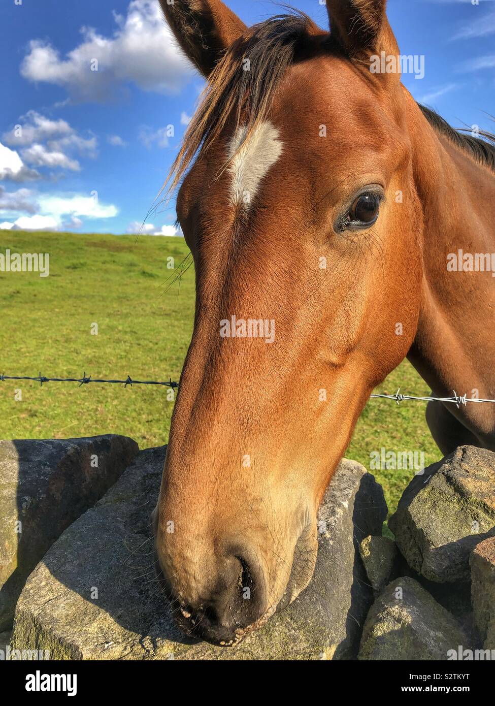 Young horse - Smartphone Captured Stock Image