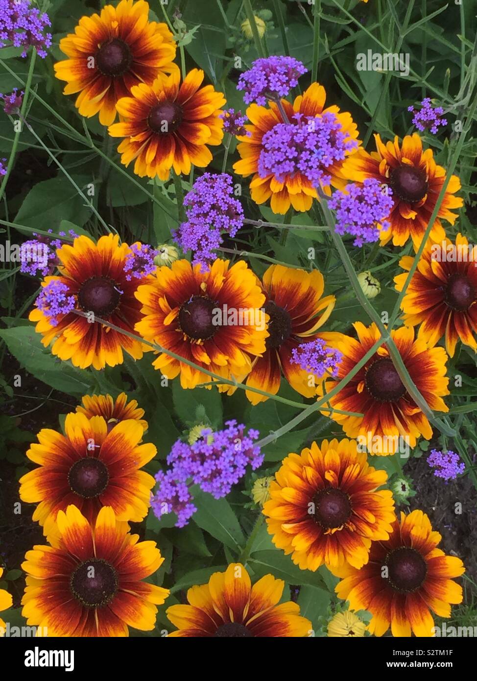 Purple and yellow blooms hi-res stock photography and images - Alamy