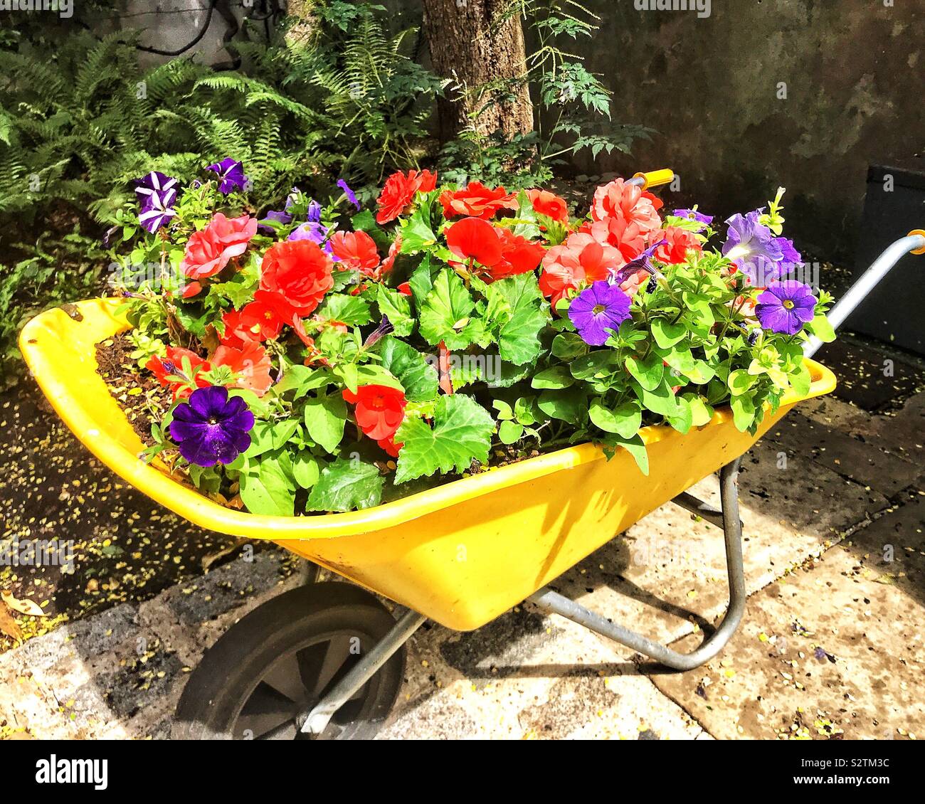 Wheelbarrow with colourful flowers hires stock photography and images