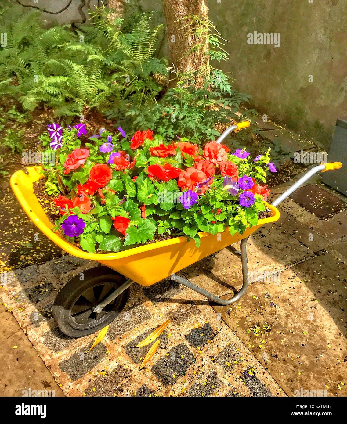 Wheelbarrow with colourful flowers hires stock photography and images