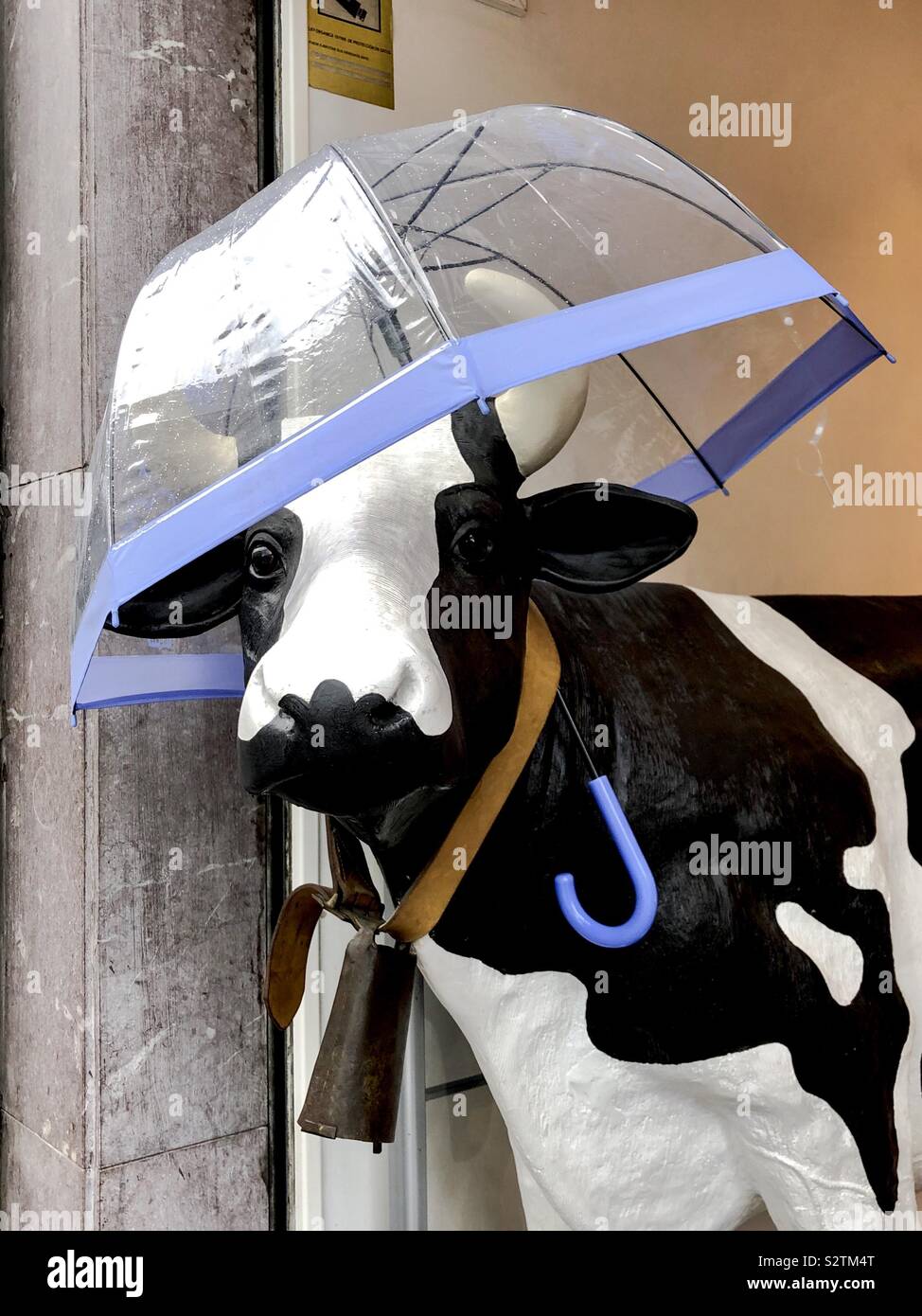 Cow under an umbrella Stock Photo - Alamy