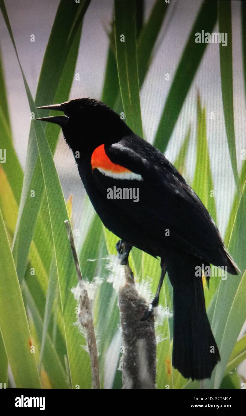 Birds of North America , red-winged blackbird - Smartphone Captured Stock Image