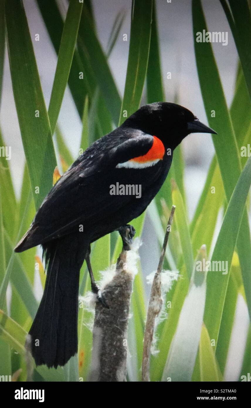 Birds of North America , red-winged blackbird - Smartphone Captured Stock Image